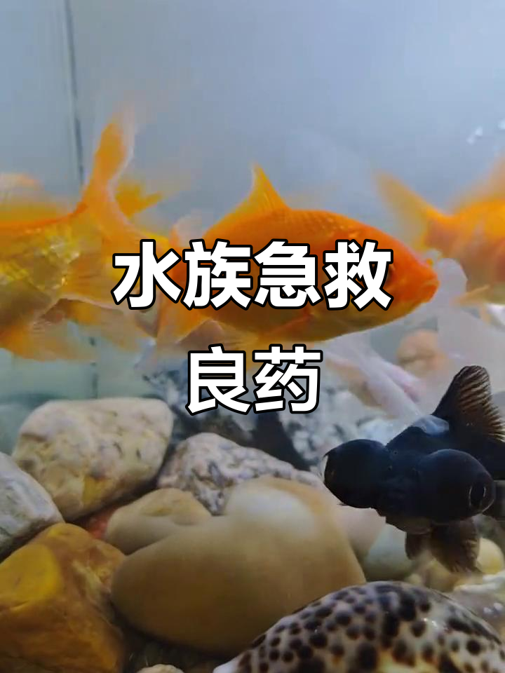 观赏鱼白点、烂尾问题一网打尽,水族必备治疗药