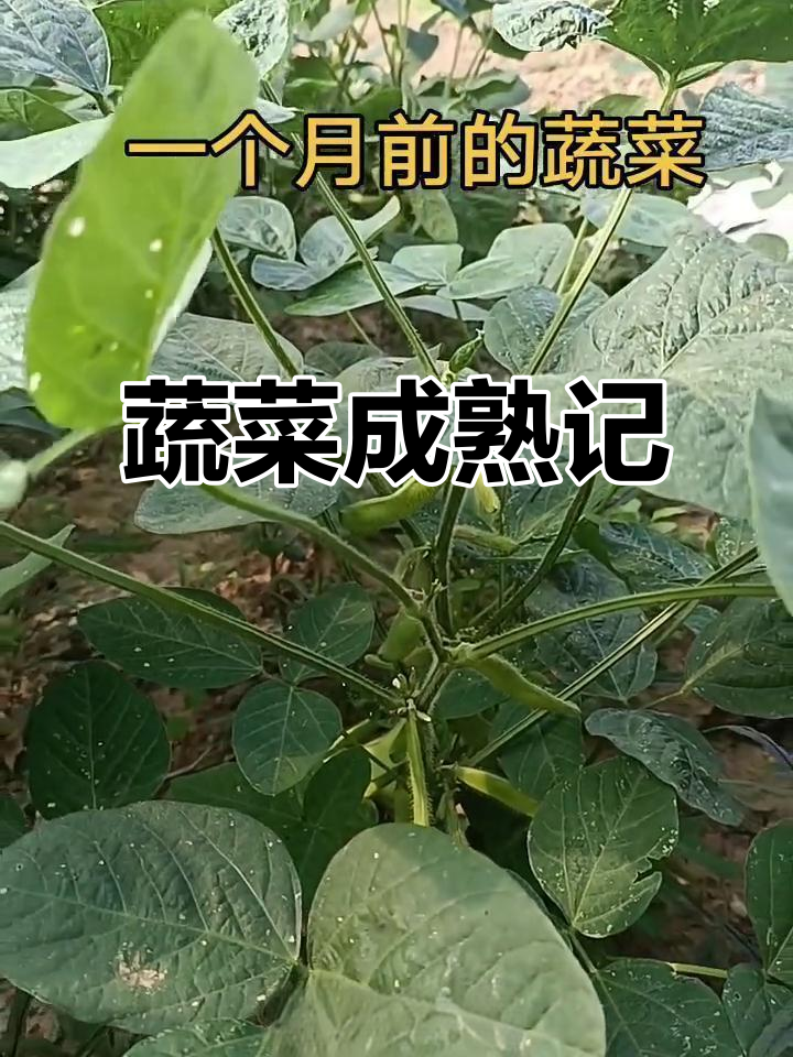 蔬菜从播种到收获，一个月的变化大揭秘
