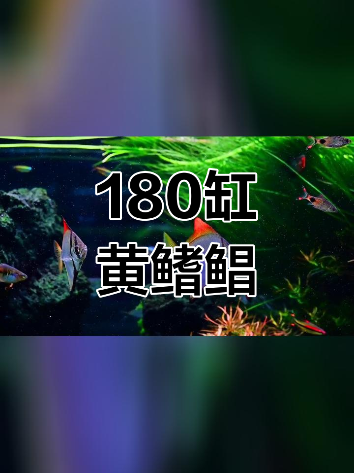 黄鳍鲳成长记录,淡水海水都能适应