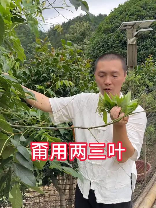 老师傅推荐的茶汤