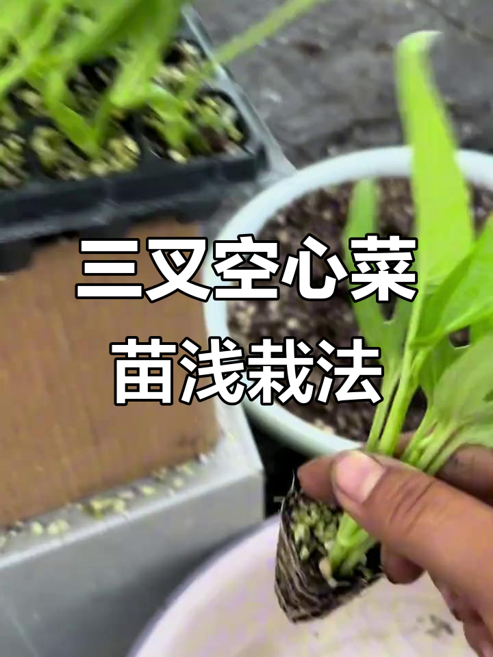 正宗三叉空心菜苗,带原土球发货,轻松种植技巧全揭秘
