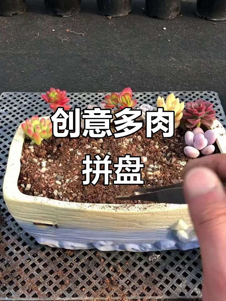 多肉植物拼盘,创意十足才好看!
