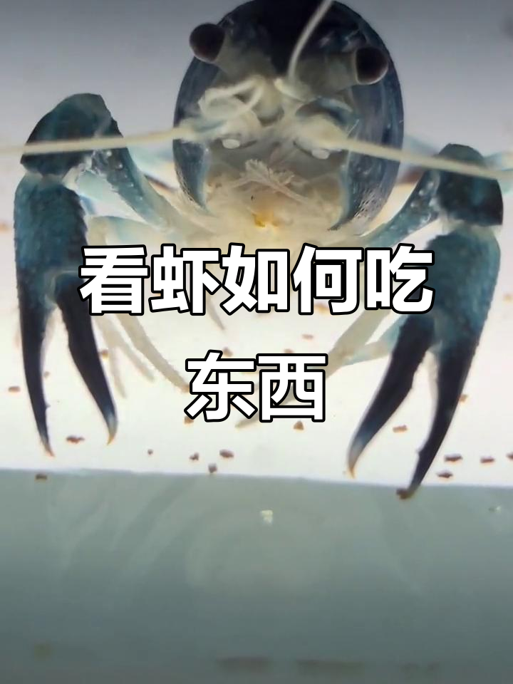 近距离观察虾的进食过程，鳌虾吃食大揭秘