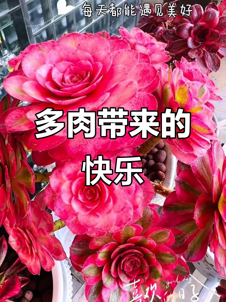 高温来袭,多肉植物带来好心情