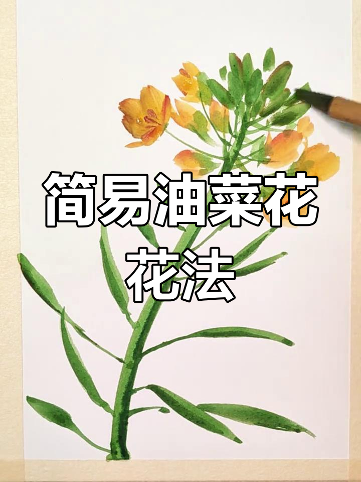 油菜花水彩画法,简单又好看