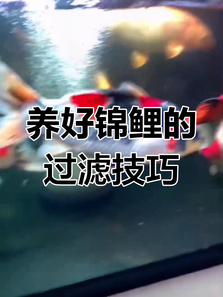 锦鲤鱼缸过滤系统全解析:从沉淀舱到生化滤材