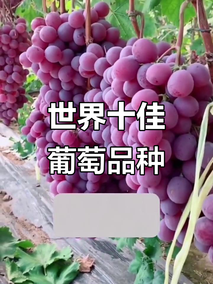 全球十大最受欢迎葡萄品种,口感与营养全解析