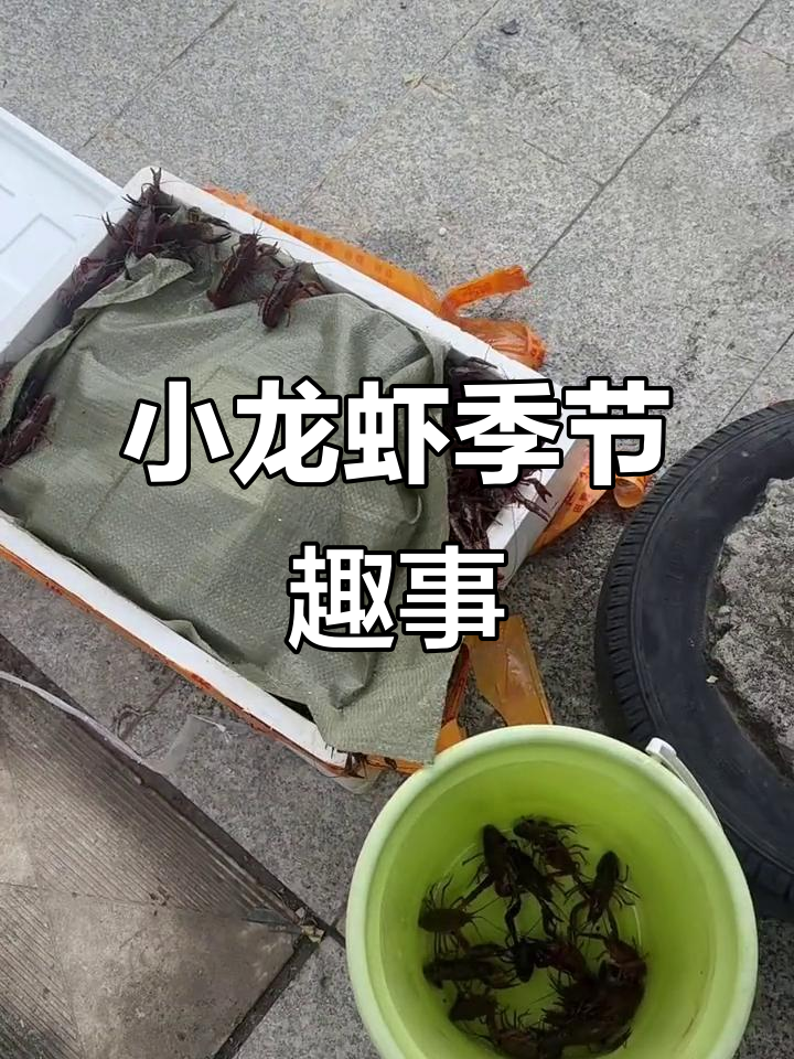 吃龙虾的季节,小龙虾的搞笑日常