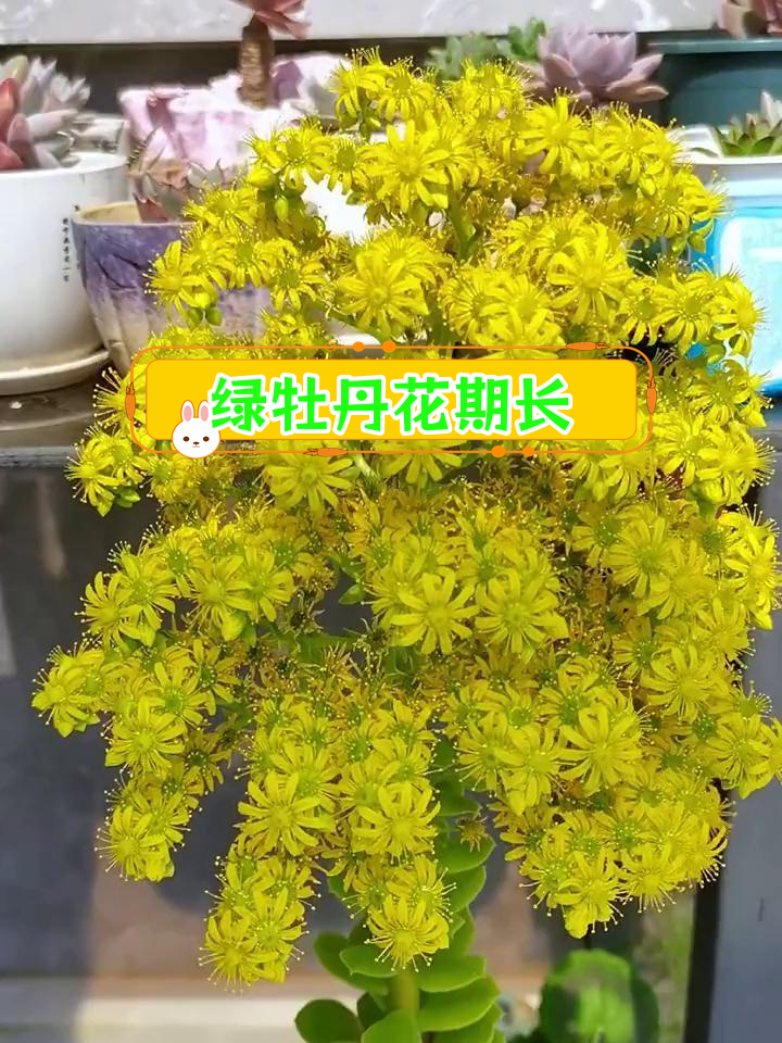 多肉绿牡丹花开持久,四季如春