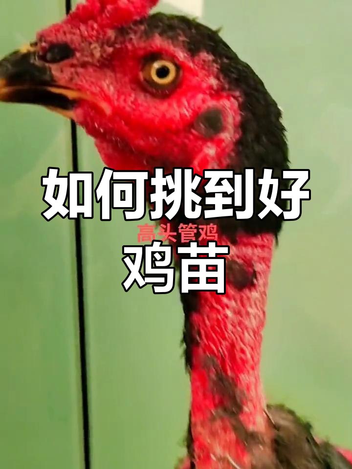 挑选优质小鸡苗的四个关键点,教你如何选对品种