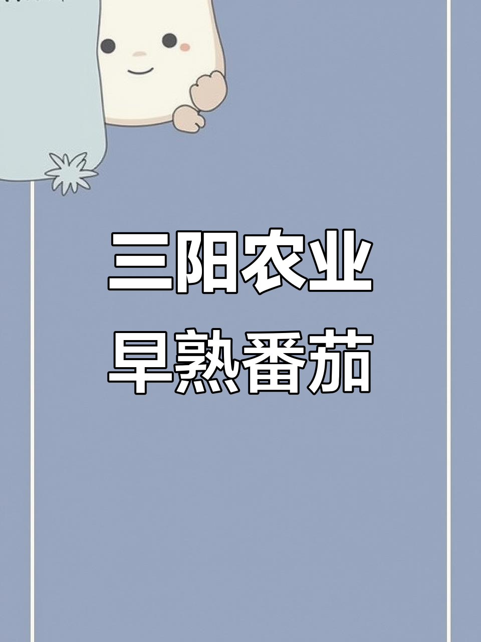 寿光三阳农业:早熟番茄品种,抗性强、果形完美