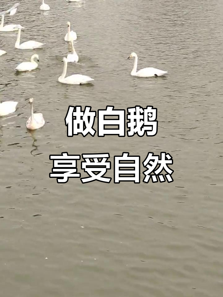 如果有下辈子,我想做一只自由飞翔的白鹅