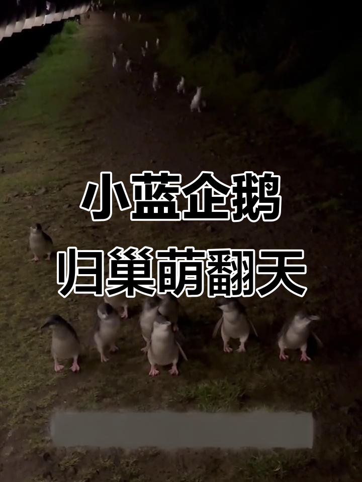 成千上万小蓝企鹅萌态百出,归巢瞬间太可爱了