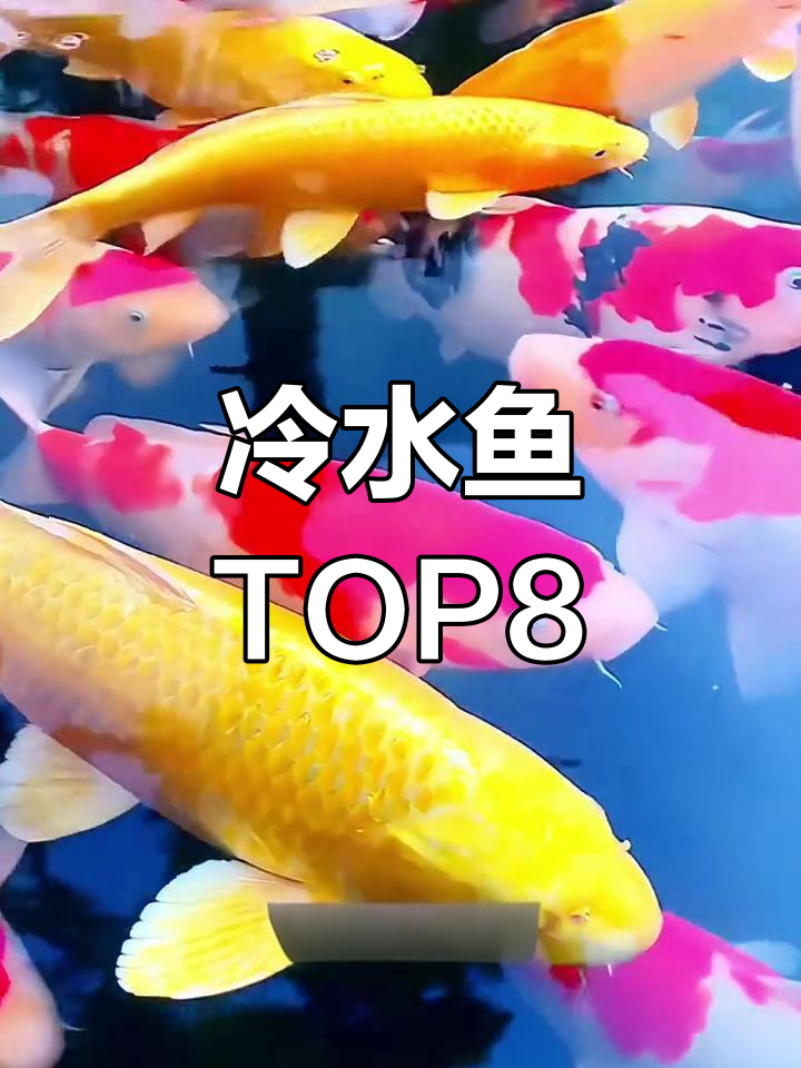 冷水鱼八大观赏品种,鲸鲤、锦鲤等上榜