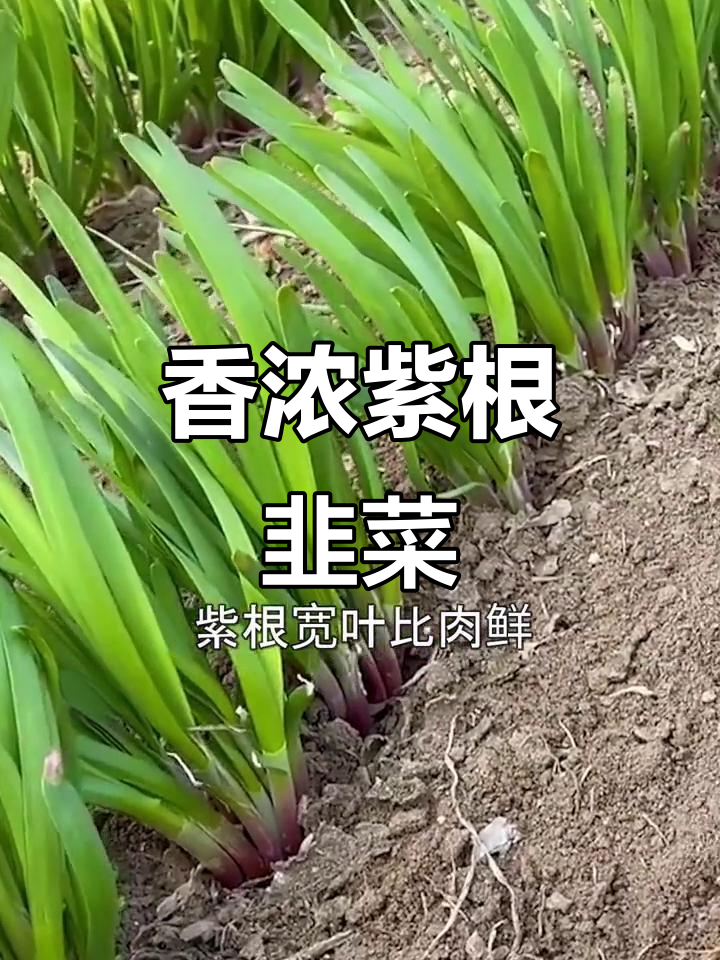 这种紫根韭菜,香气扑鼻,种一次能享用十年!