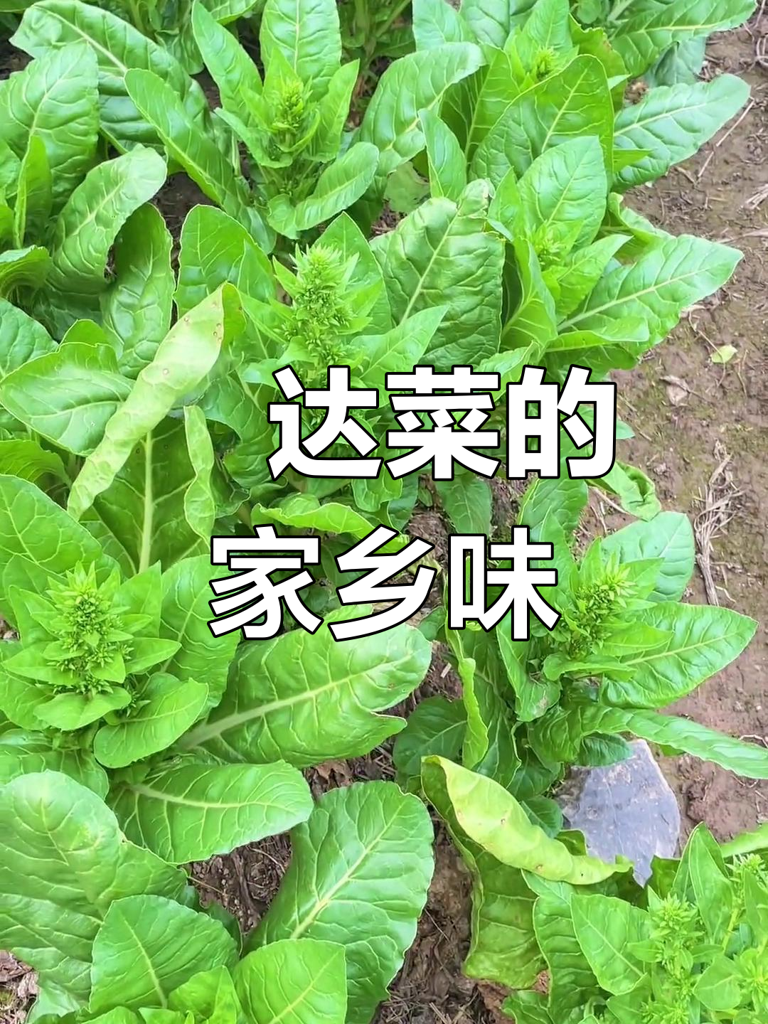 广东人称它为猪乸菜,家乡的味道你尝过吗?