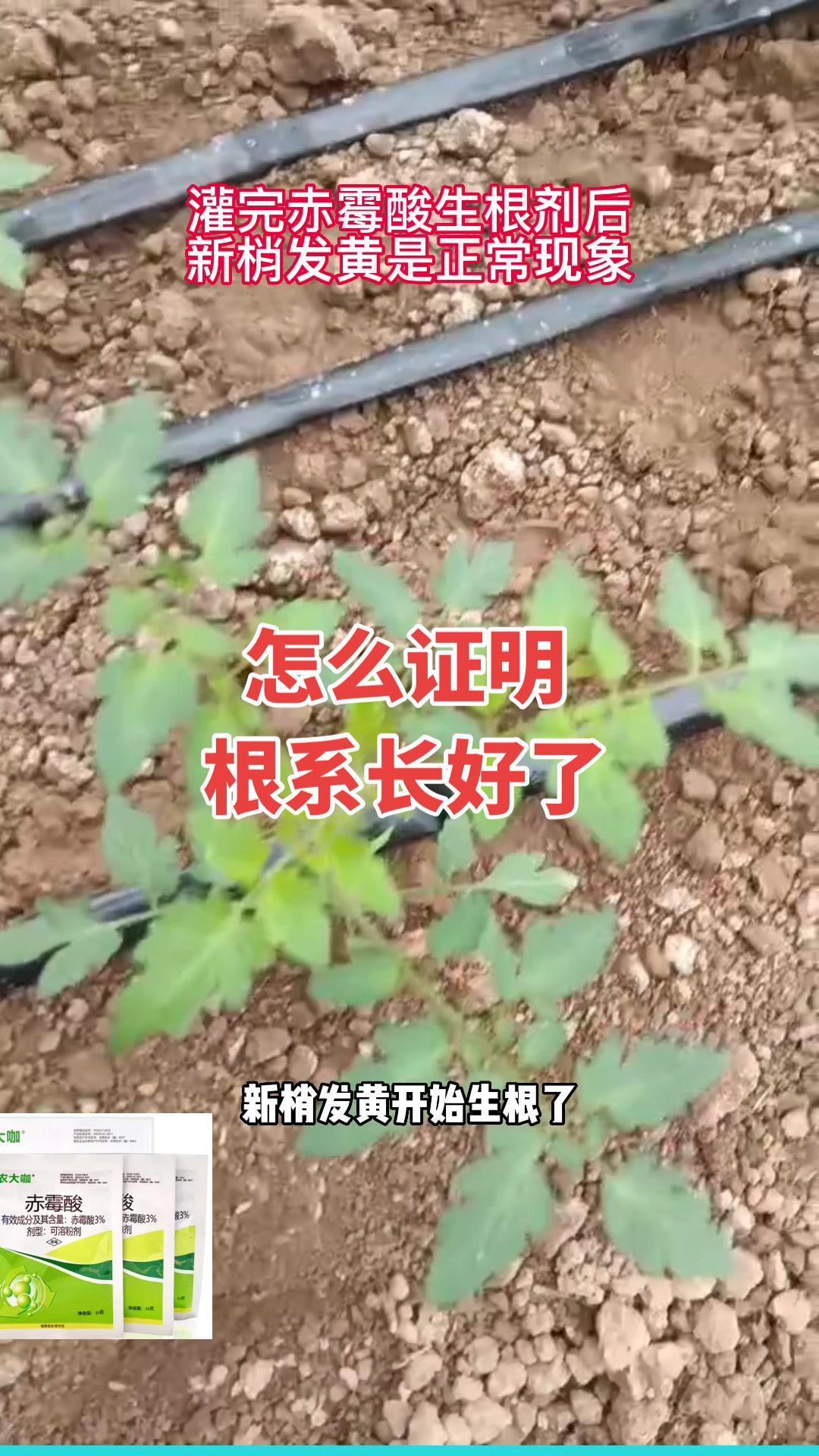 怎么判断根系长好了 栽培技术管理 王友福 农业技术推广 了解种植技术点红心关注 蔬菜种植