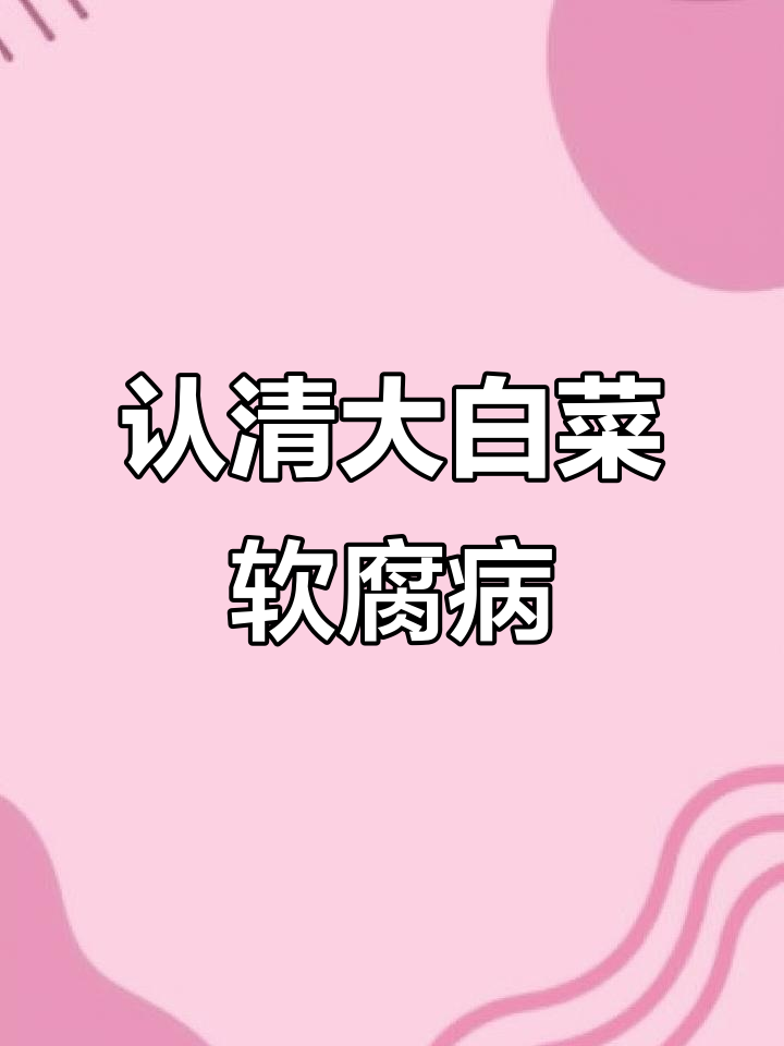 大白菜软腐病症状揭秘,如何防治?
