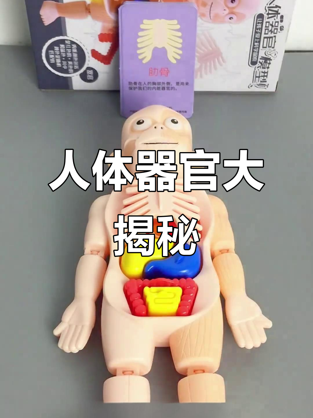 这款人体模型,让孩子轻松掌握各部位结构,超有趣又实用!