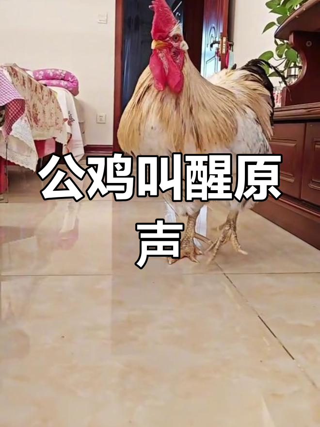 公鸡打鸣声,肉肉的音调好可爱