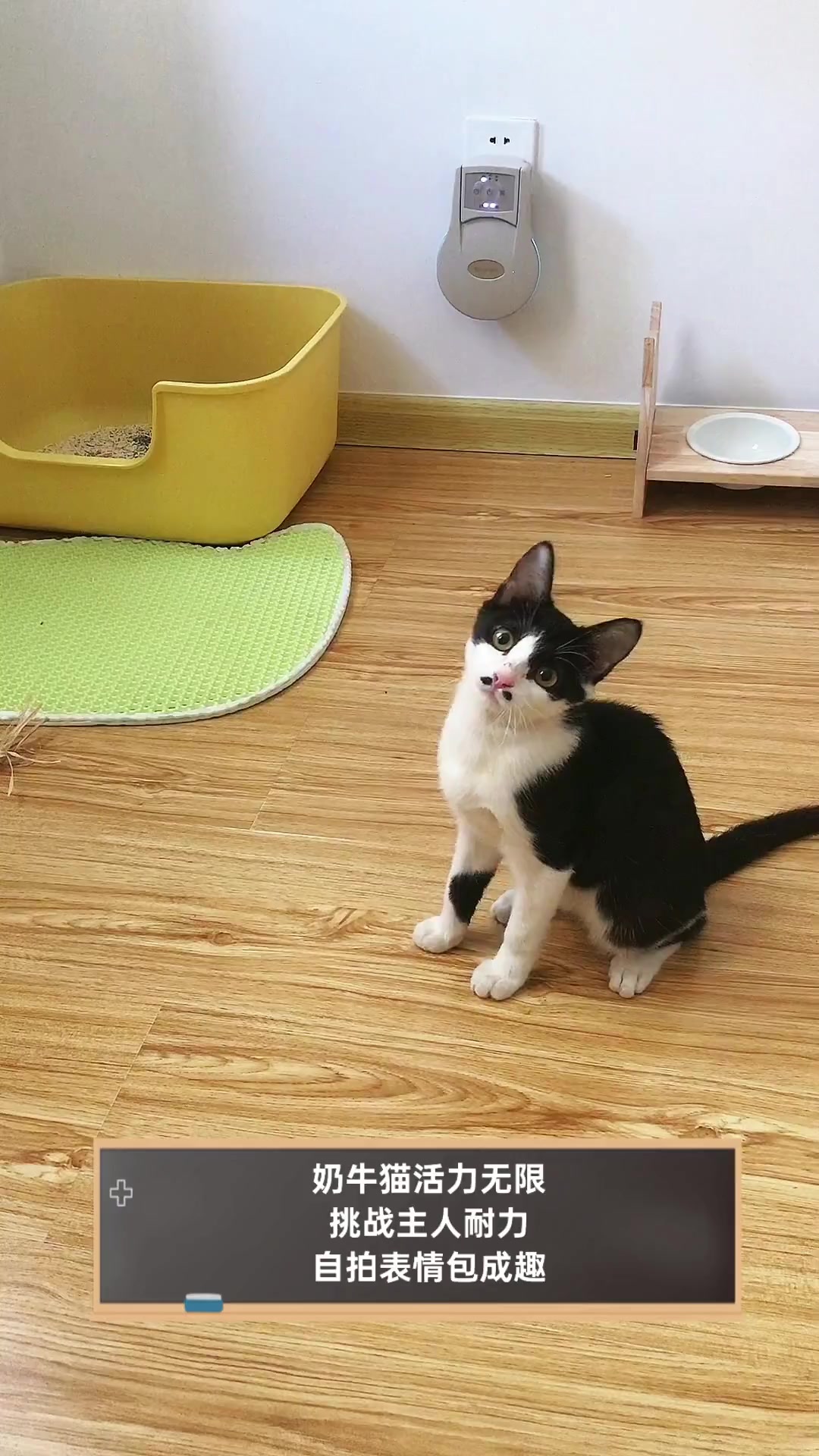 奶牛猫活力无限,挑战主人耐力,自拍表情包成趣
