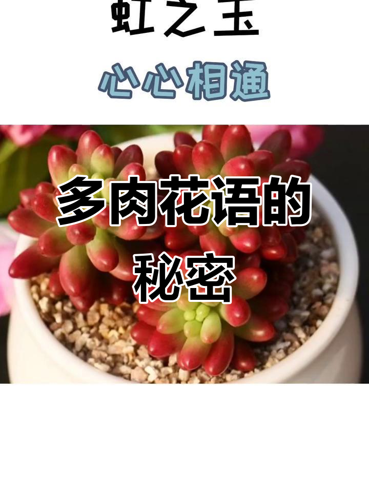 多肉植物的花语与寓意,送亲朋好友的最佳选择