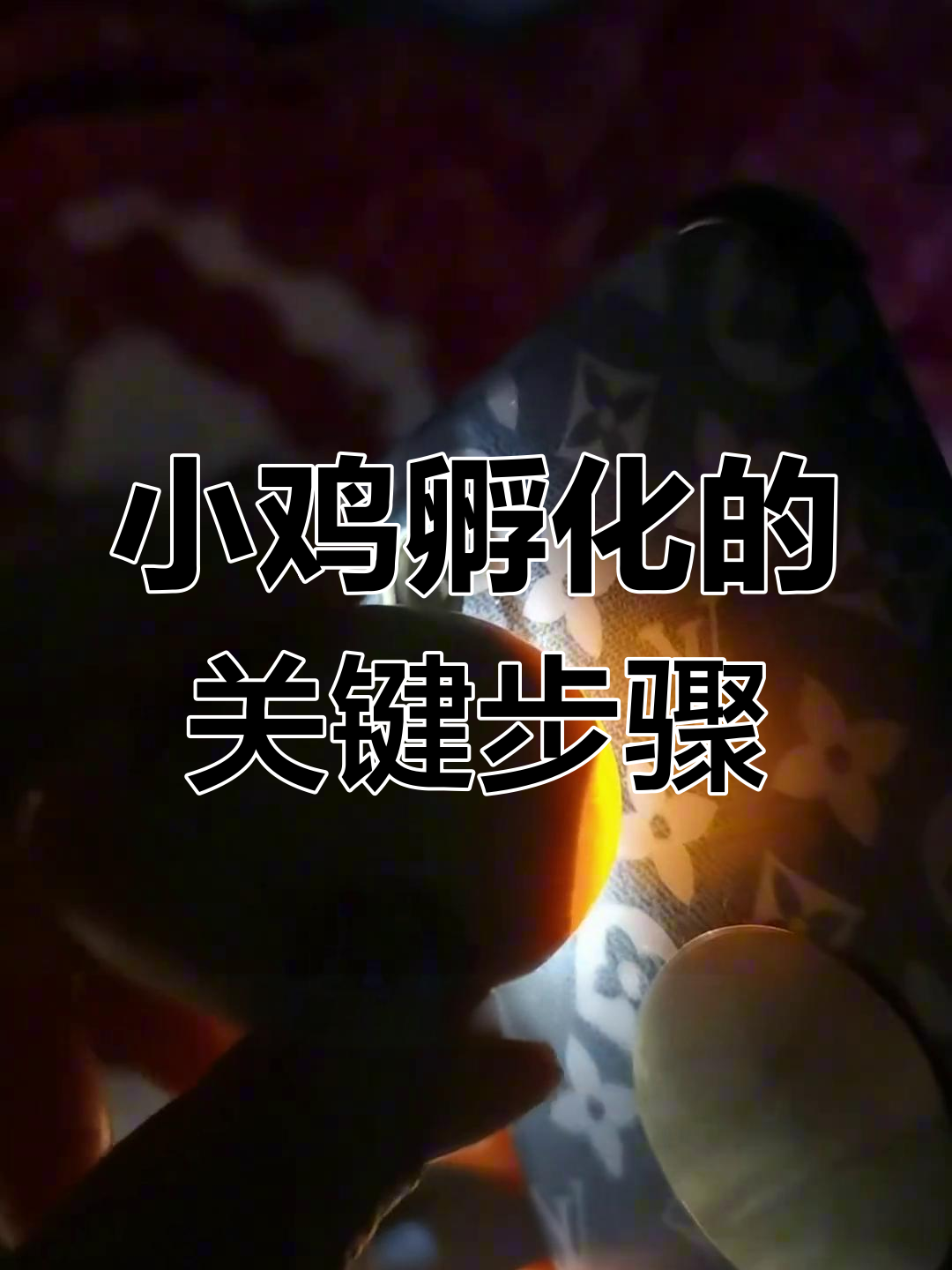 孵化小鸡的奇妙时刻:照蛋、加湿与产检全过程