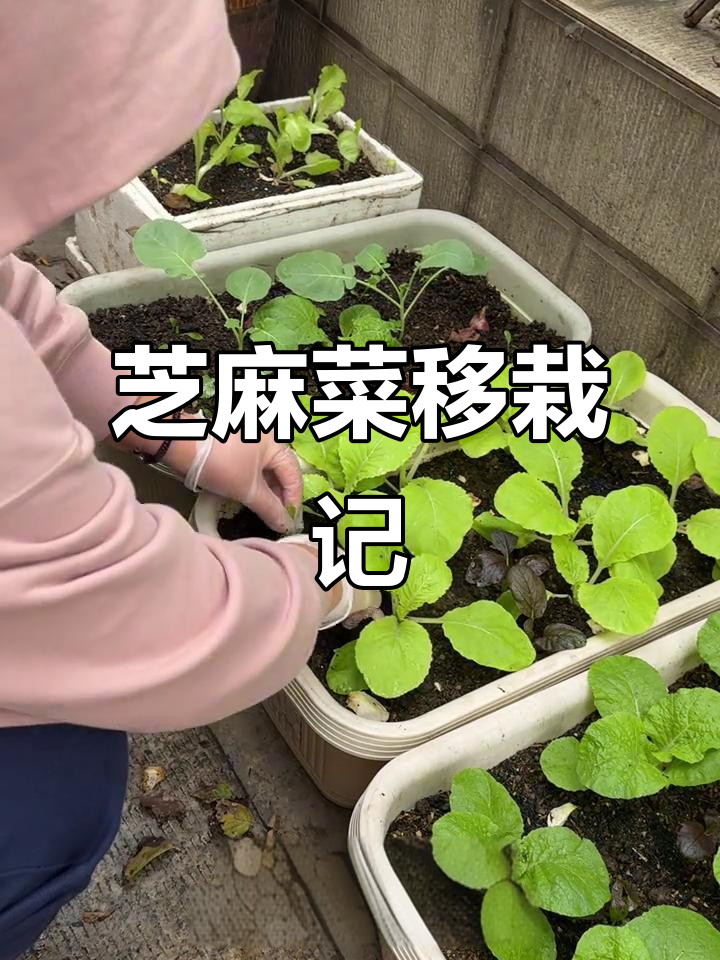 芝麻菜移栽小技巧,自家种菜乐趣多