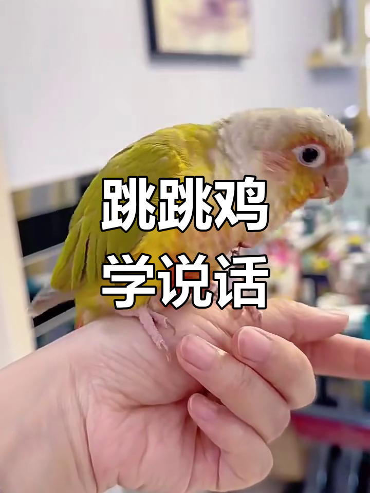跳跳鸡学会说“你好”，真是太聪明了！