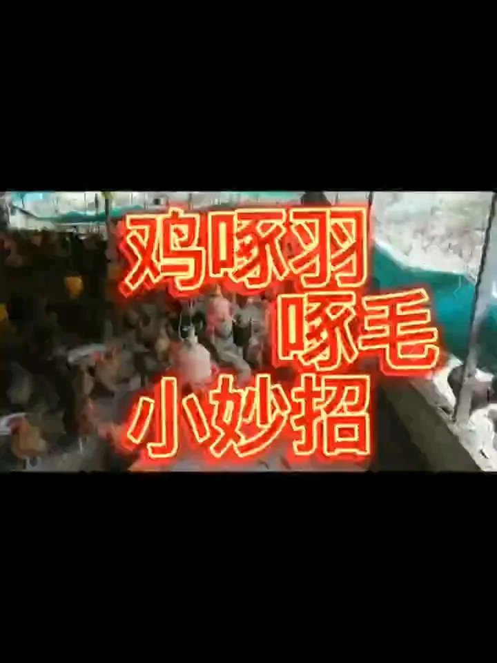 小鸡互啄毛是什么问题 鸡被啄伤用什么药