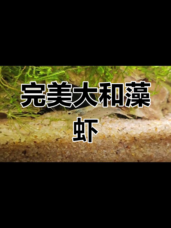 大和藻虾:贵但超值,清洁效果满分