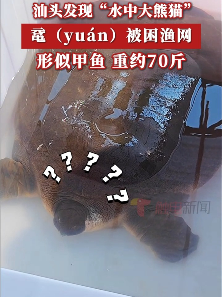 汕头发现“水中大熊猫”,鼋(yuán)被困渔网,形似甲鱼,重约70斤