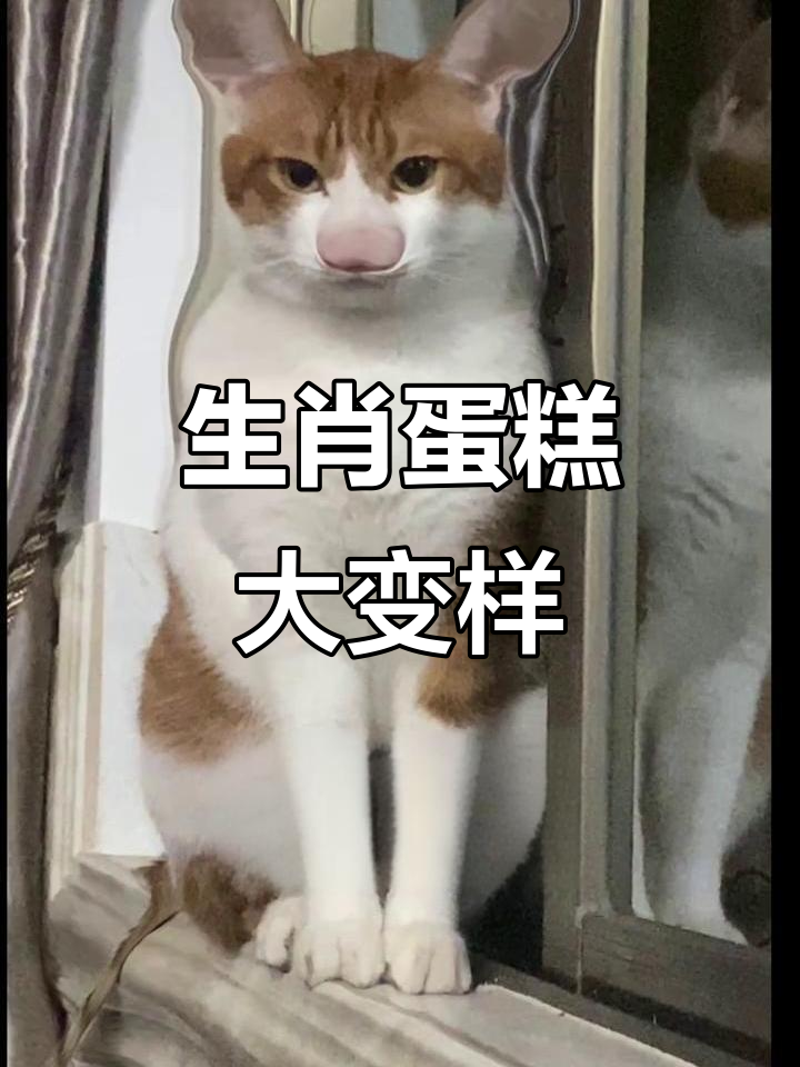蛋糕变身十二生肖,猫儿们各显神通!