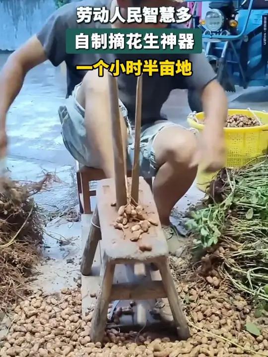 劳动人民智慧多 自制摘花生神器 一个小时半亩地园林工具种植小技巧(编辑:酸奶)