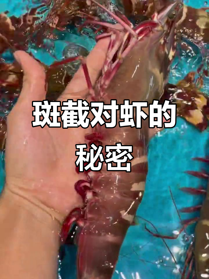 鬼虾与红角虾的区别，刺身美味堪比龙虾
