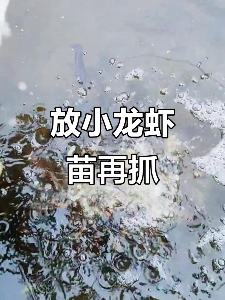 小龙虾苗放生,一个月后被抓捕!