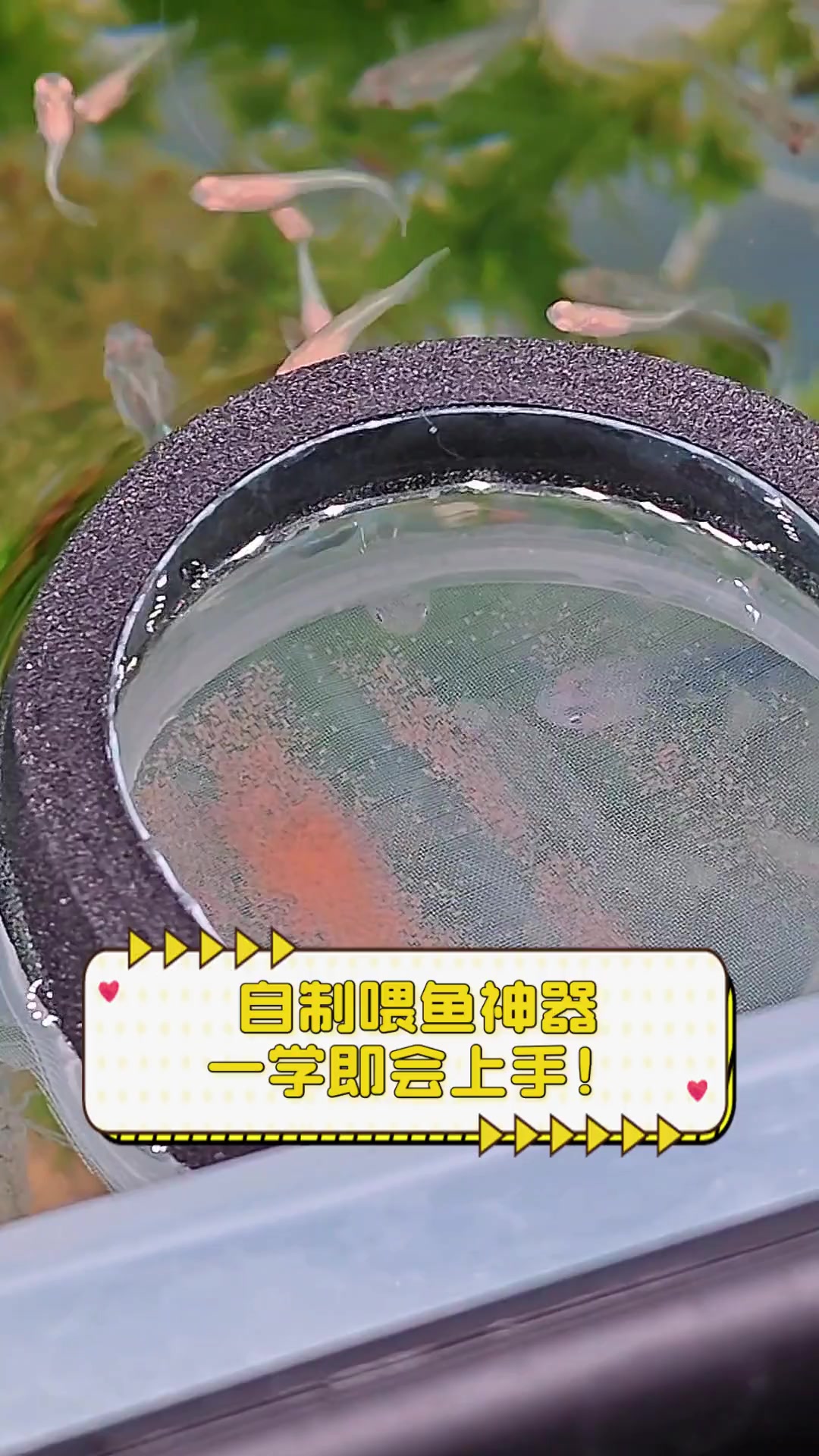 自制喂鱼神器,一学即会上手!