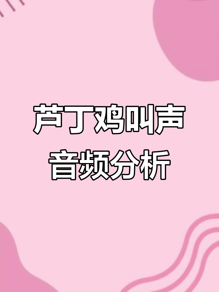 芦丁鸡四种叫声大揭秘,三段式与短促声全解析