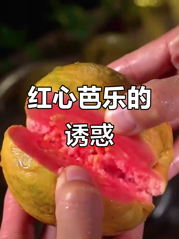 2025年9月22日:红心芭乐,细腻软糯深受女生喜爱
