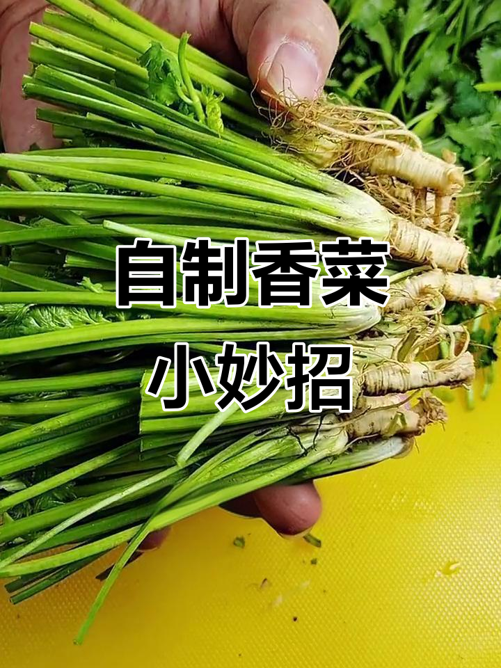 香菜根水培法，轻松长出新鲜香草