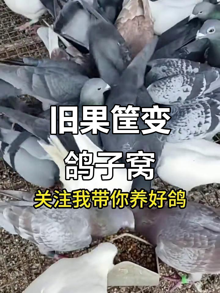 利用废水果筐打造简单鸽子窝,轻松DIY!