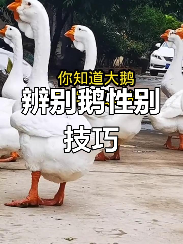如何快速分辨鹅的公母