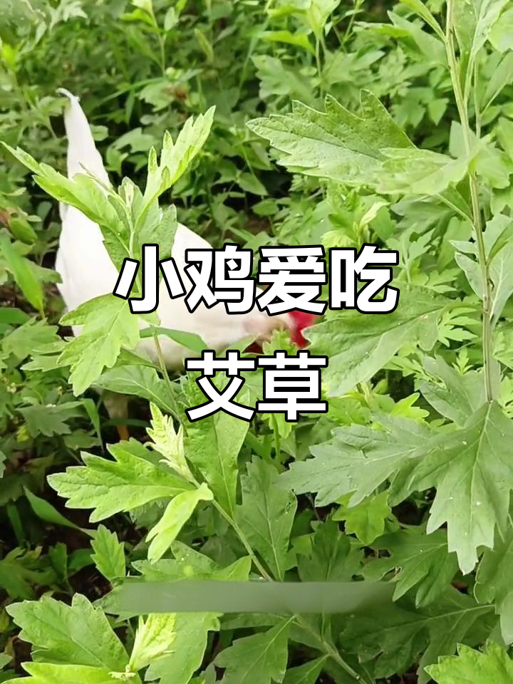 小鸡吃艾草,增强免疫力又助消化