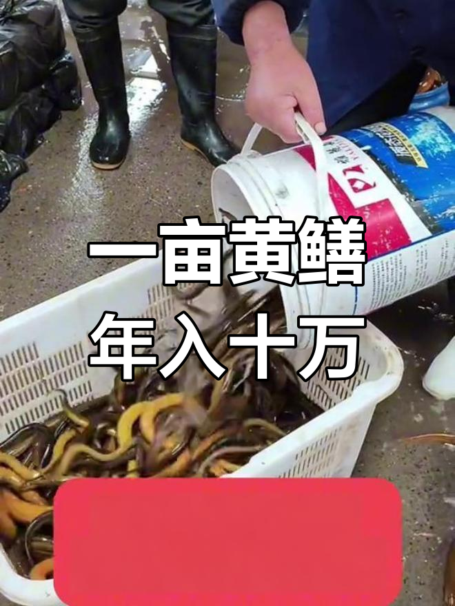 黄鳝养殖利润分析:一亩能赚多少钱?