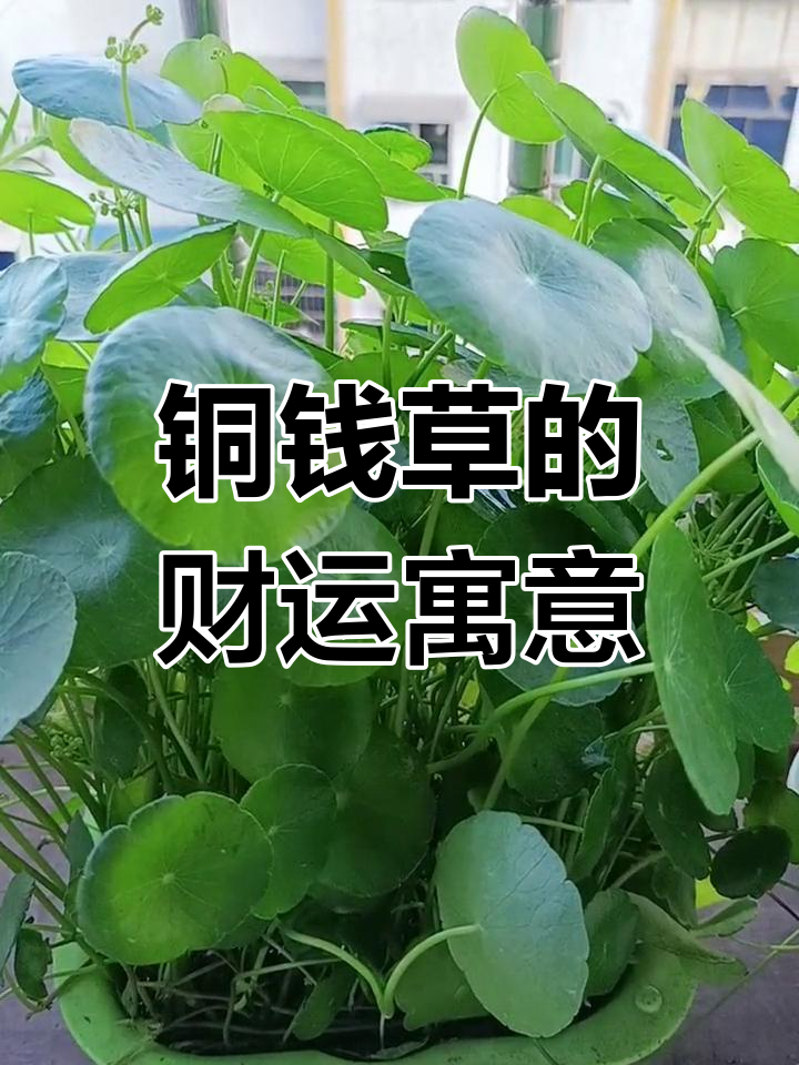 铜钱草的风水作用与摆放技巧,招财又健康