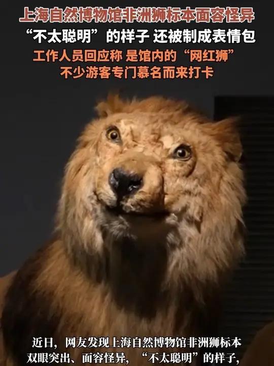 近日,上海自然博物馆非洲狮标本面容怪异,“不太聪明”的样子 还被制成表情包,工作人员回应称