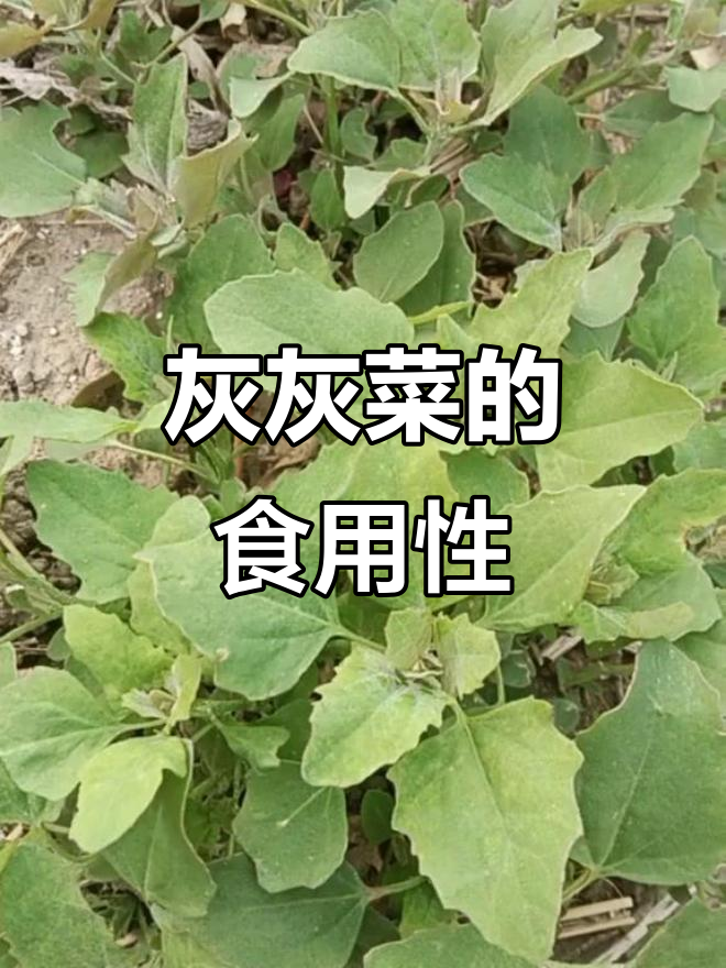 灰灰菜能吃吗?这种梨叶嫩芽到底能不能吃