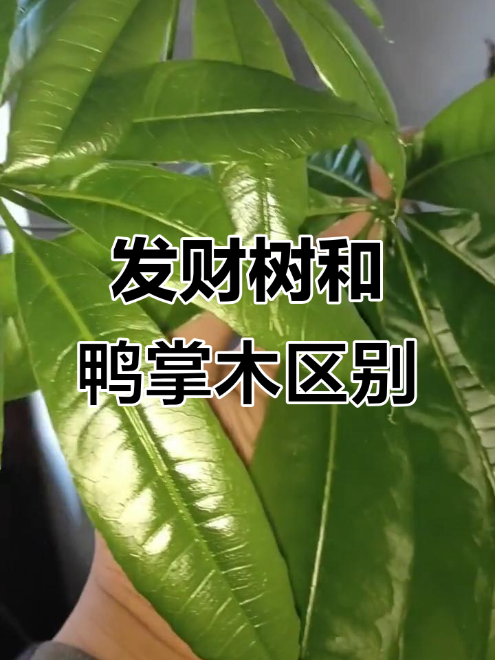 发财树与鸭掌木的区别,别再混淆了