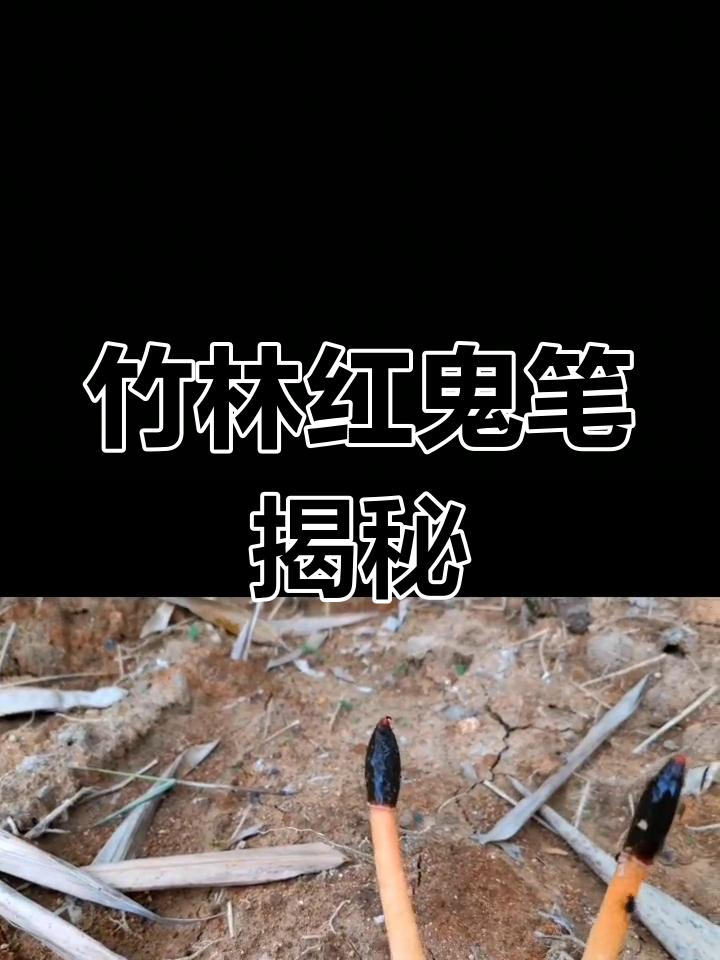 红鬼笔:竹林里的神秘药材,闻起来像鸡屎但清洗后香气扑鼻