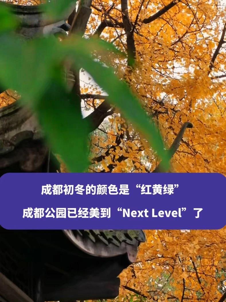 成都初冬的颜色是“红黄绿”,成都公园已经美到Next Level了 成都 成都周边游 成都